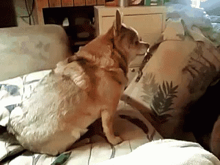 Dog Bed GIF - Dog Bed Throw GIFs