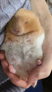 a person is holding a hamster that is sleeping