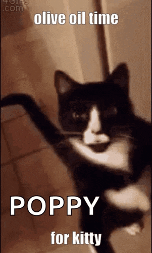 a black and white cat is dancing with the words poppy for kitty on it .