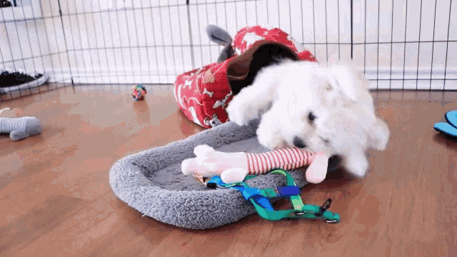 a small white dog is playing with toys on a wooden floor