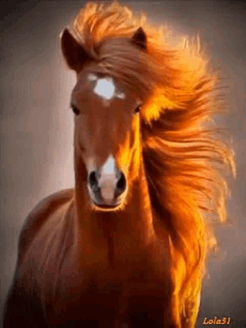 a close up of a brown horse with a long mane