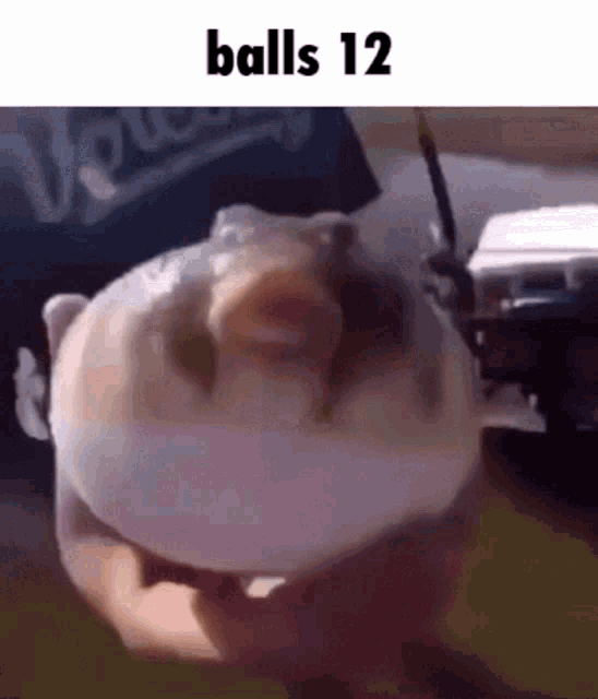 Cat Balls GIF - Cat Balls 12 GIFs