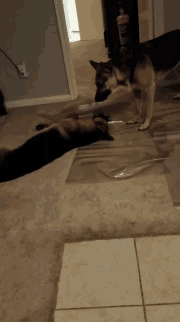 a german shepherd standing next to a cat on a tiled floor