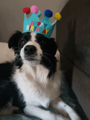 a black and white dog is wearing a happy birthday crown