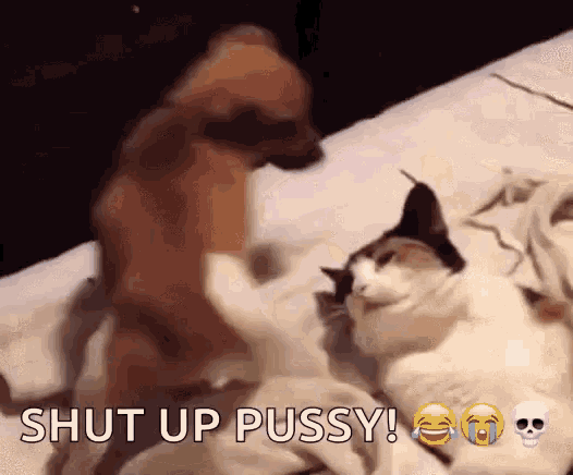 a dog and a cat on a bed with the words shut up pussy written on the bottom