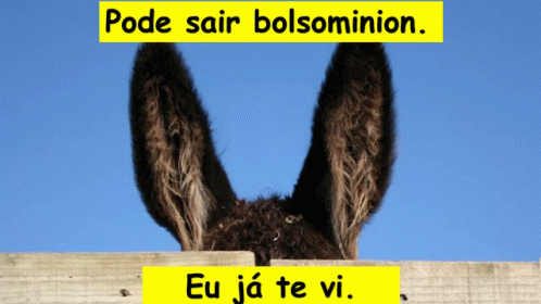 Pode Sair Bolsominion GIF - Pode Sair Bolsominion GIFs