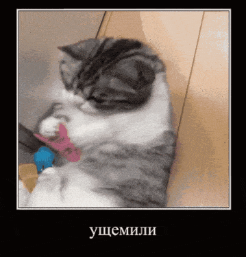 a picture of a cat playing with a toy in a frame with a caption in a foreign language