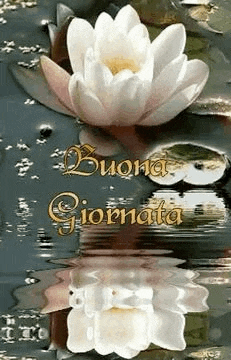 a white water lily is reflected in the water with the words buona giornata written on it .