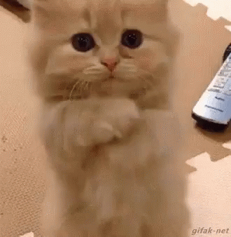 Please Cute GIF - Please Cute Kitten GIFs