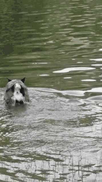 Dog Water GIF - Dog Water Splashing GIFs