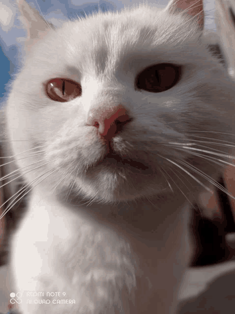 a close up of a white cat with a redmi note 9 ai quad camera