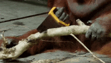 an orangutan is using a saw to cut a tree branch