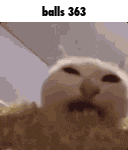 a close up of a cat 's face with the words balls 363 written above it .