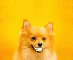 Dogs Puppies Smile GIF - Dogs Puppies Smile GIFs