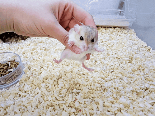 a person is holding a small white mouse in their hand