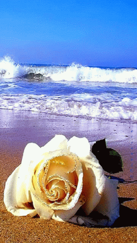White White Rose GIF - White White Rose Whote Flower Beach GIFs