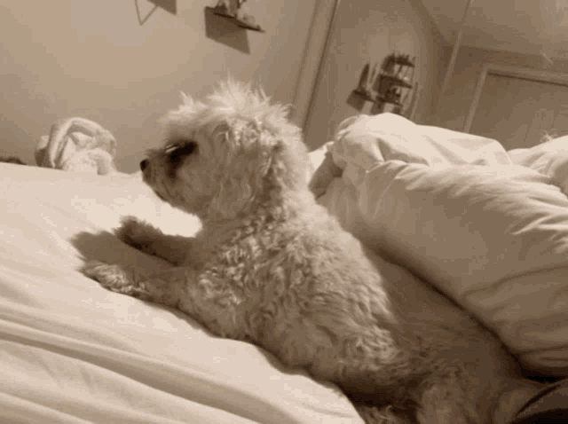 Marley Marley The Dog GIF - Marley Marley The Dog Excited GIFs