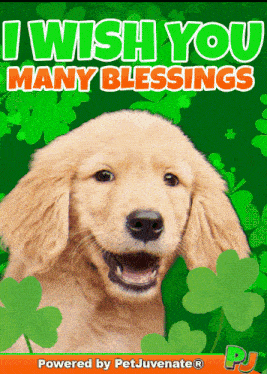 a picture of a dog with the words " i wish you many blessings " above it