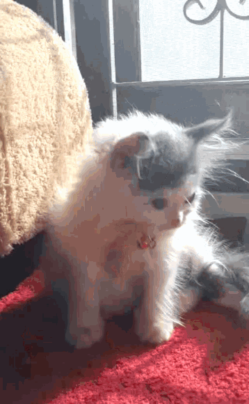 a white cat with a red bell around its neck is laying on a red carpet