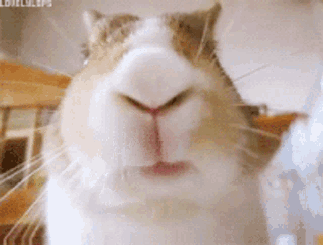 a close up of a rabbit 's face with the words lovelulups written on the bottom