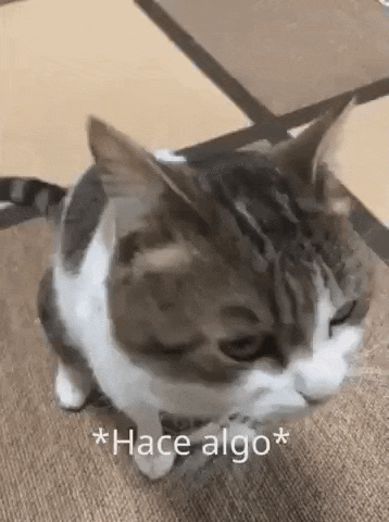 a cat is sitting on a carpet with its eyes closed and a caption that says `` hace algo '' .