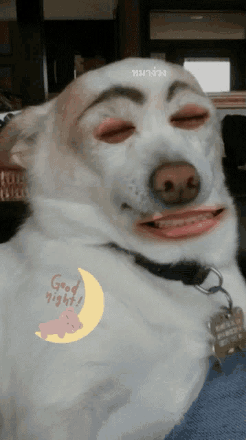 a white dog with a sticker that says good night on it