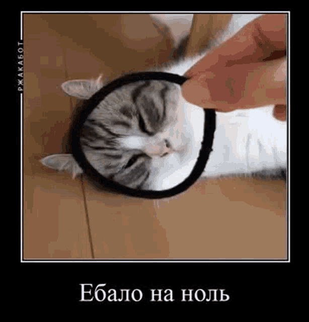 a cat is laying on a wooden floor with a person holding a black rubber band around its head .
