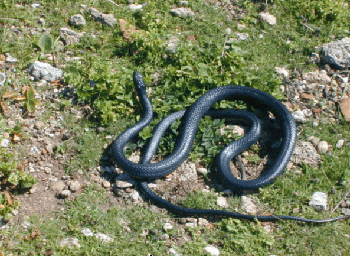 a black snake is laying in the grass on the ground