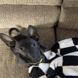 a small black dog is laying on a couch with a checkered blanket