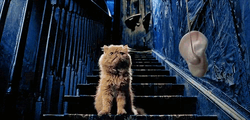 a cat sitting on a set of stairs looking up