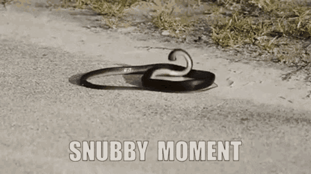Snubby Snake GIF - Snubby Snake Dying GIFs