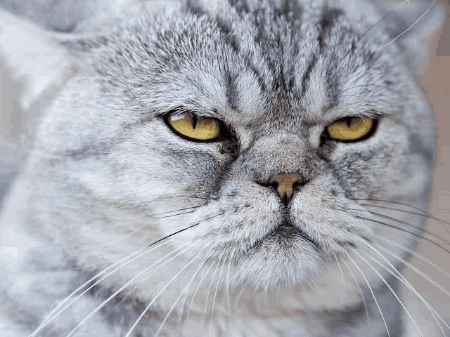 a close up of a gray cat 's face with yellow eyes