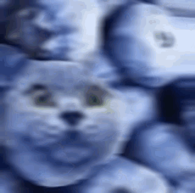 Cat Blueberry GIF - Cat Blueberry Chazm GIFs