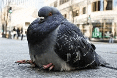 a pigeon is laying on the ground on the sidewalk .