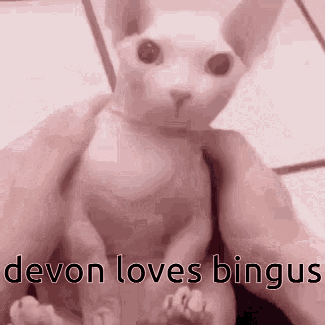 Bingus Devon GIF - Bingus Devon Igotzucc GIFs