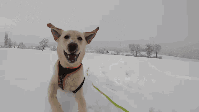a dog wearing a harness and a leash is walking through the snow