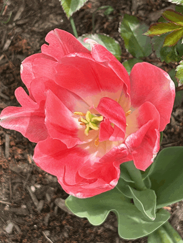 a pink flower with a yellow center is in the dirt
