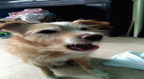 Yawn Lazy Dog GIF - Yawn Lazy Dog Luckycciolo GIFs