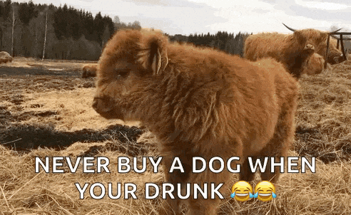 a picture of a dog with a caption that says never buy a dog when your drunk