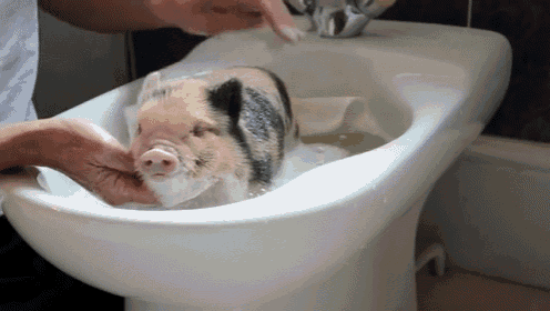 Fuzzy Micro Pig In The Bath! Squeee! GIF - Micro Pig Bath Time Fuzzy GIFs