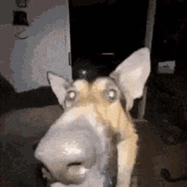 a dog with a big nose is making a funny face and looking at the camera .
