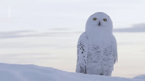 Snow Owl GIF - Snow Owl GIFs