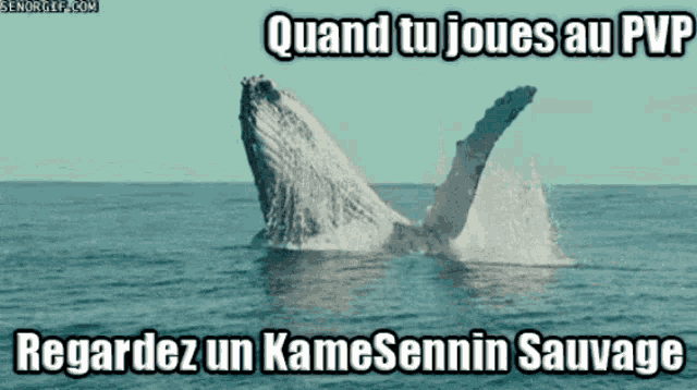 a picture of a humpback whale jumping out of the water with a caption in french