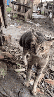 a cat standing on a dirt road with a chair in the background