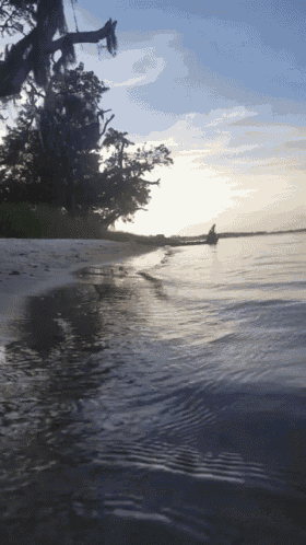 a tree branch is hanging over the water near a beach