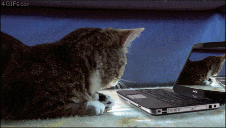a cat is looking at a dell laptop