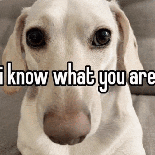 a picture of a dog with the words i know what you are on it