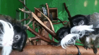 a group of monkeys are sitting on a tree branch .