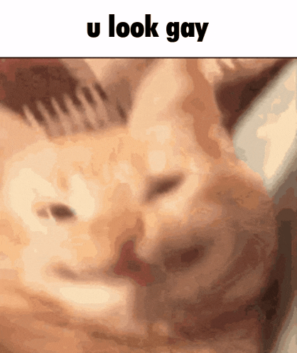 U Look Gay Cat GIF - U Look Gay Cat Smirk GIFs