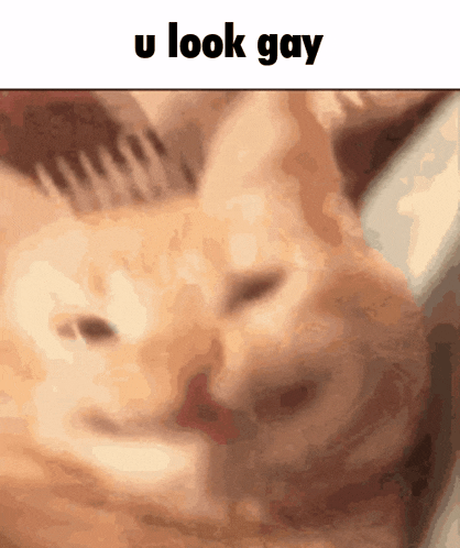 a blurry picture of a cat with the words " u look gay " below it
